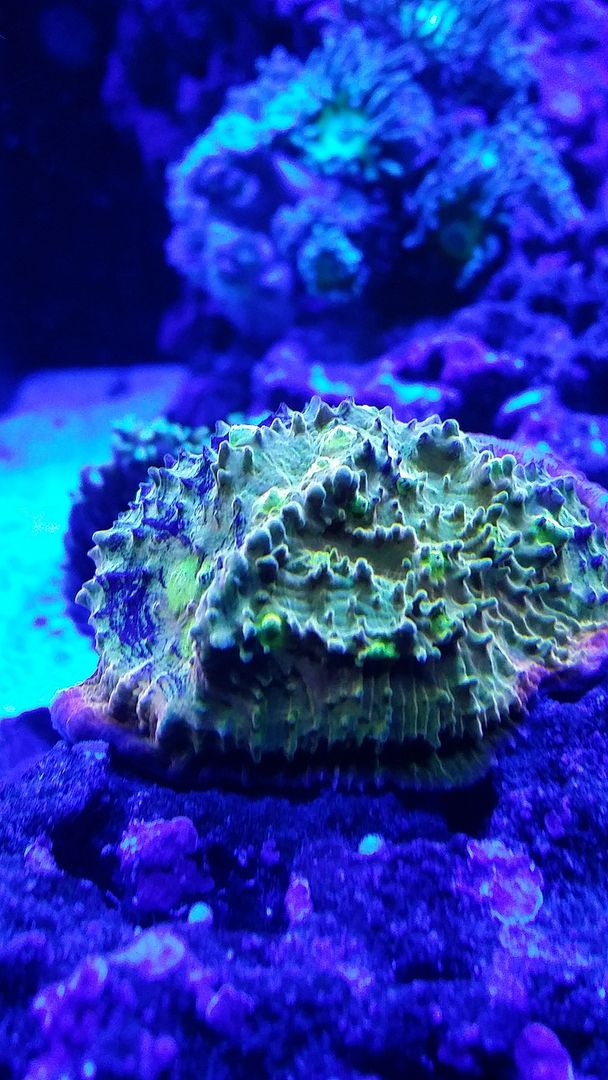 help on iodine dip