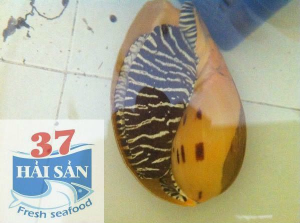 HaiSan37-Cung cấp sỉ và lẻ các mặt hàng hải sản tươi và khô - 16