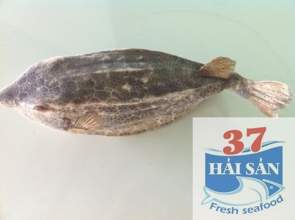 HaiSan37-Cung cấp sỉ và lẻ các mặt hàng hải sản tươi và khô - 3