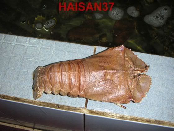 HaiSan37-Cung cấp sỉ và lẻ các mặt hàng hải sản tươi và khô - 12