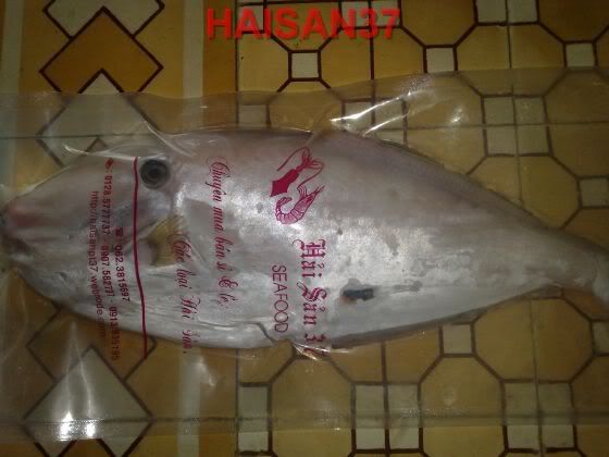 HaiSan37-Cung cấp sỉ và lẻ các mặt hàng hải sản tươi và khô - 4