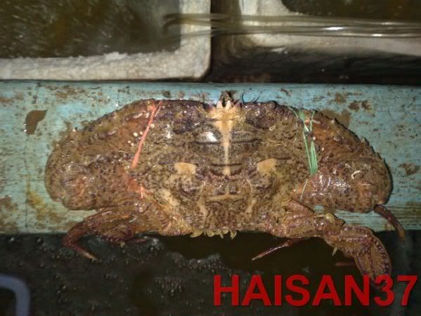 HaiSan37-Cung cấp sỉ và lẻ các mặt hàng hải sản tươi và khô - 10