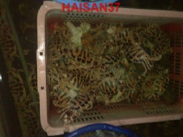HaiSan37-Cung cấp sỉ và lẻ các mặt hàng hải sản tươi và khô - 11