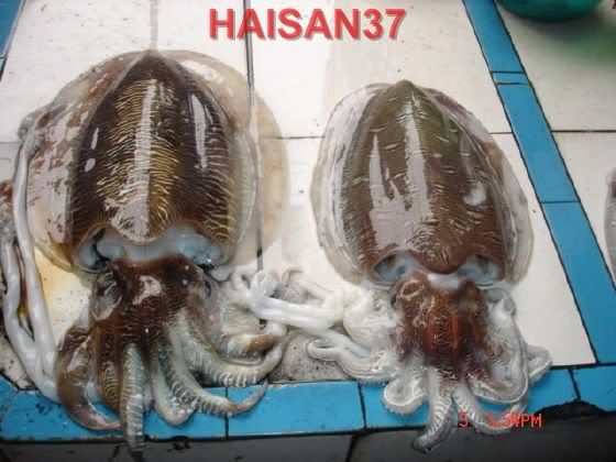 HaiSan37-Cung cấp sỉ và lẻ các mặt hàng hải sản tươi và khô - 18