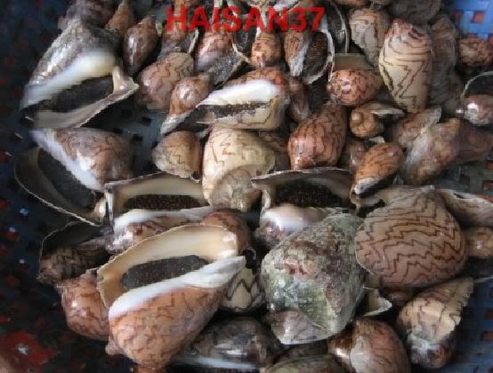 HaiSan37-Cung cấp sỉ và lẻ các mặt hàng hải sản tươi và khô - 15