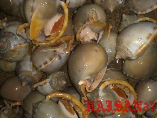 HaiSan37-Cung cấp sỉ và lẻ các mặt hàng hải sản tươi và khô - 17