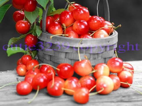 Cherry Pictures, Images and Photos