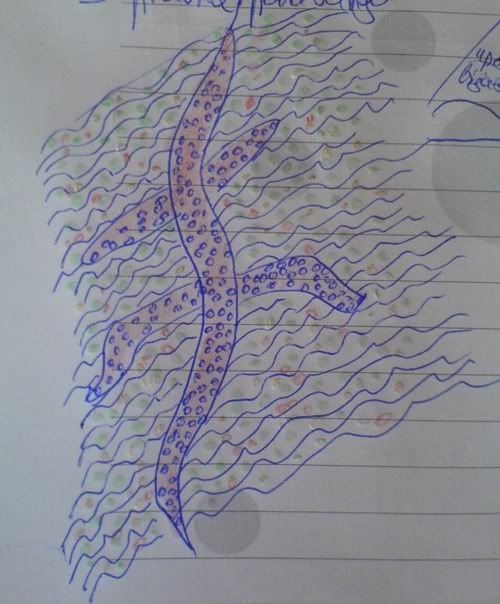 drawing,lizard