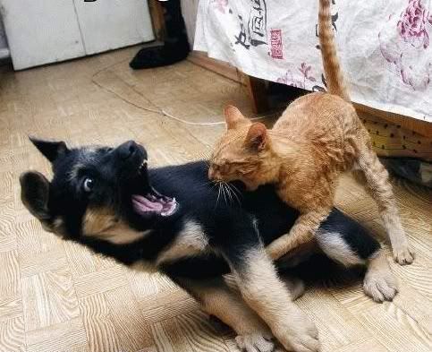 dog vs cat 2