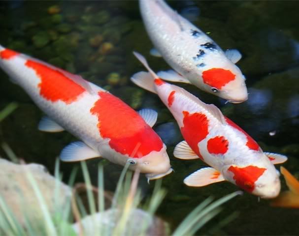 koi