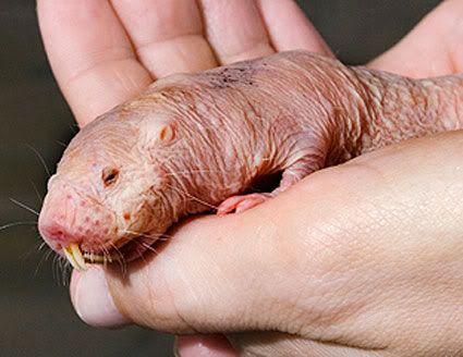 cancerous moles what do they look like. Also known as the desert mole