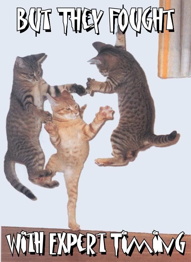 Cat_Dance.jpg