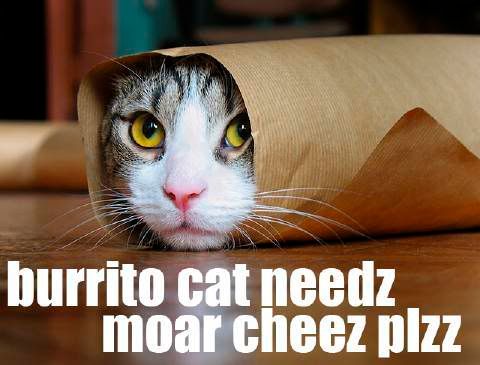 burritocat.jpg