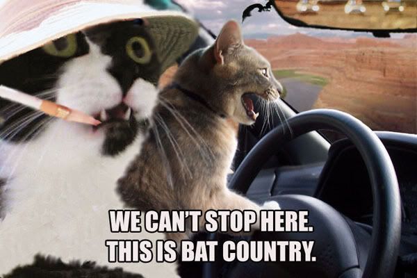 cat-bat_country.jpg