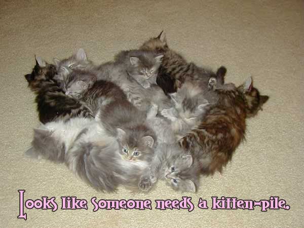 kitten_pile.jpg