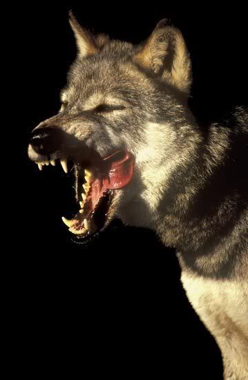 wolve wolve