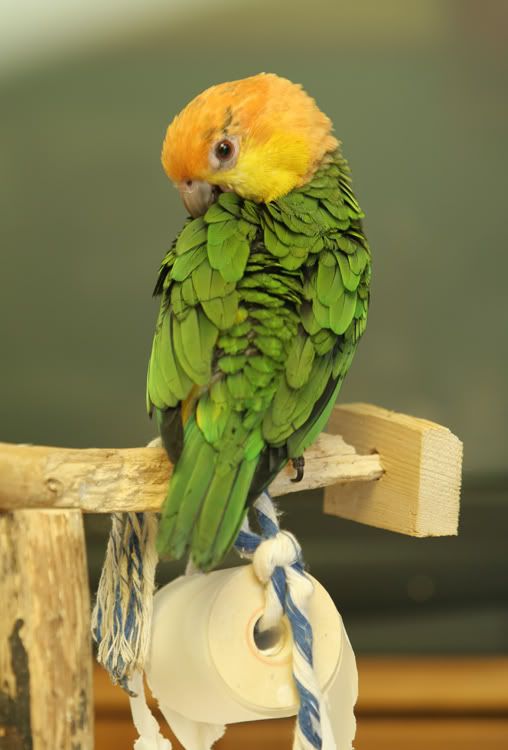 caique004.jpg