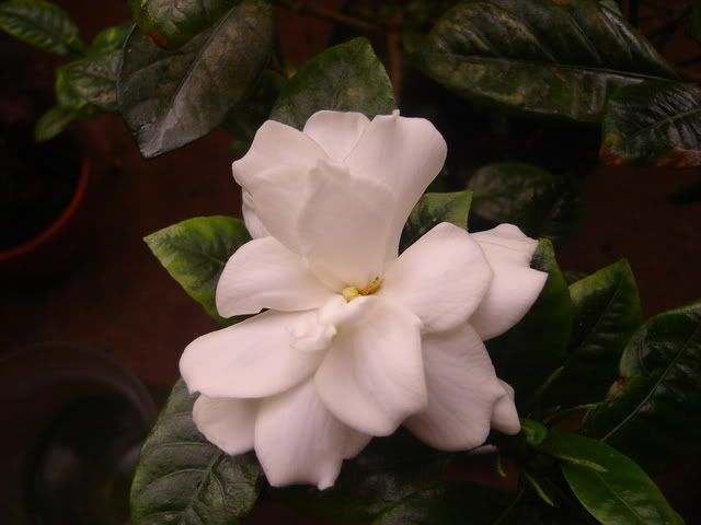 What are the best fertilizers for gardenia shrubs?