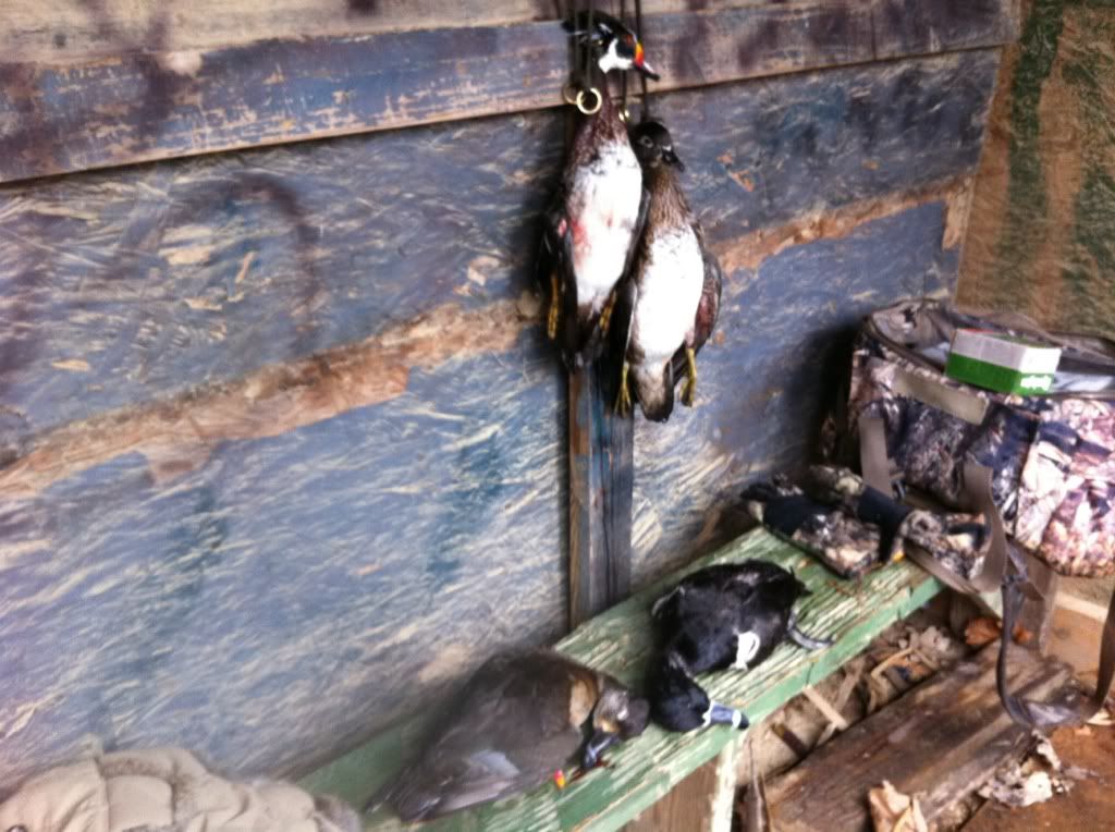 New from Nashville, TN Duck Hunting Forum