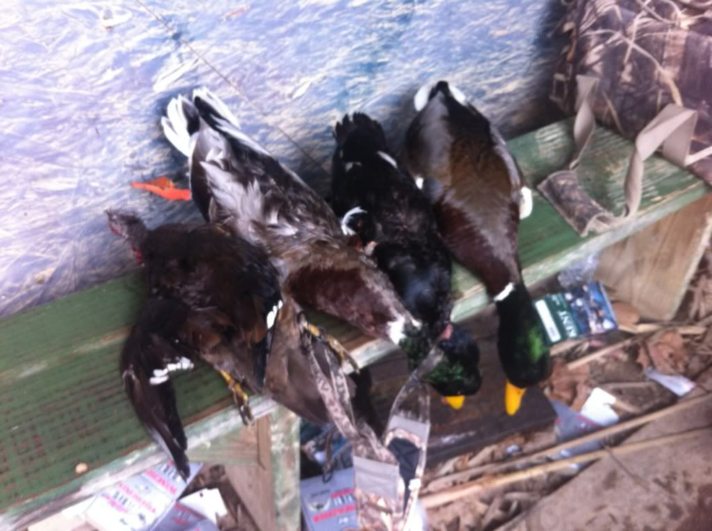 New from Nashville, TN Duck Hunting Forum