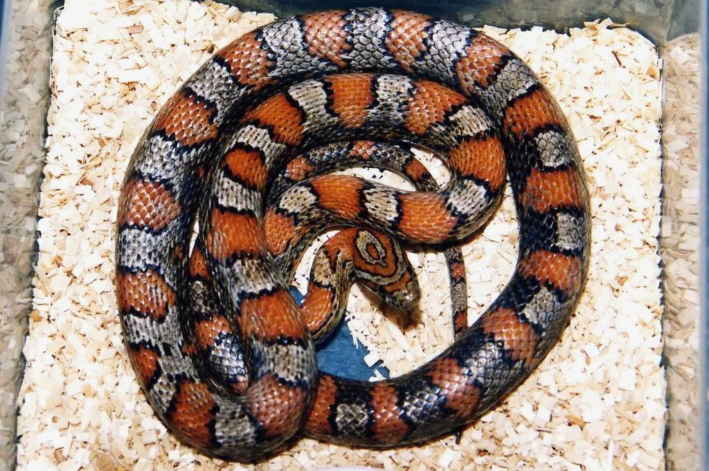 Kingsnake.com - Herpforum - RE: Miami Phase Corn Snake