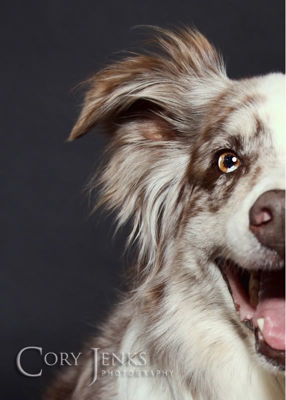 IMAGE: http://i212.photobucket.com/albums/cc16/corythosaurus/IMG_0026C.jpg