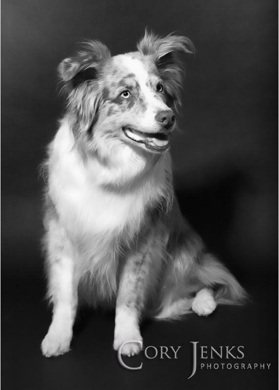 IMAGE: http://i212.photobucket.com/albums/cc16/corythosaurus/IMG_0026E.jpg