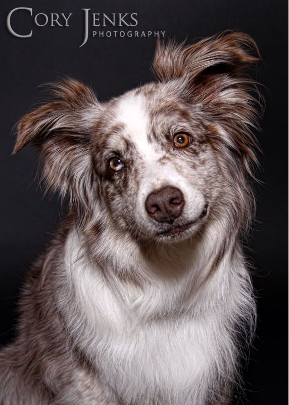 IMAGE: http://i212.photobucket.com/albums/cc16/corythosaurus/IMG_0026F.jpg