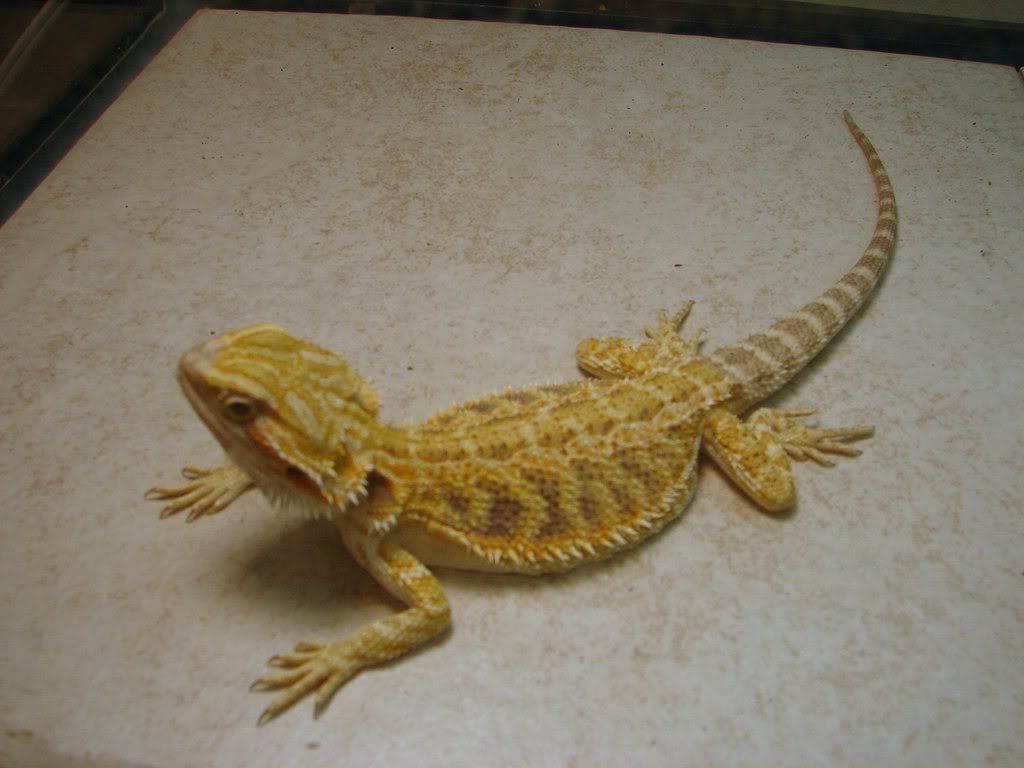 Citrus Tiger Bearded Dragon Price Citrus tiger leatherback