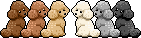 Row of Poodles Pictures, Images and Photos