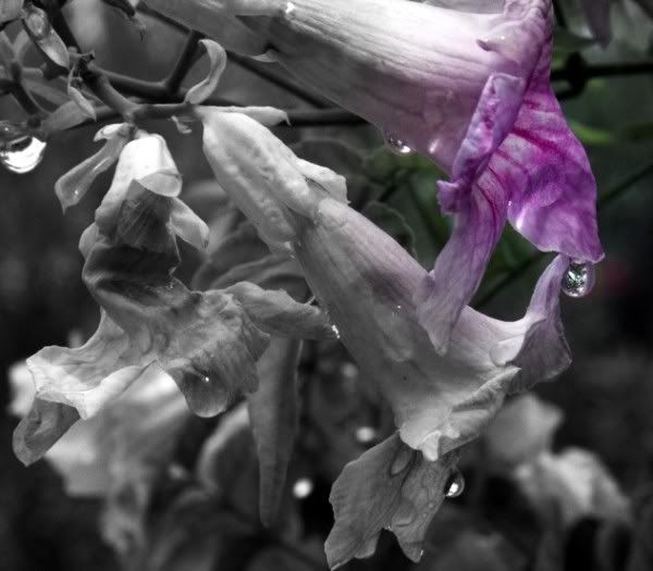 IMAGE: http://i212.photobucket.com/albums/cc167/jimmowbray/IMG_0959BWGlow600x525.jpg