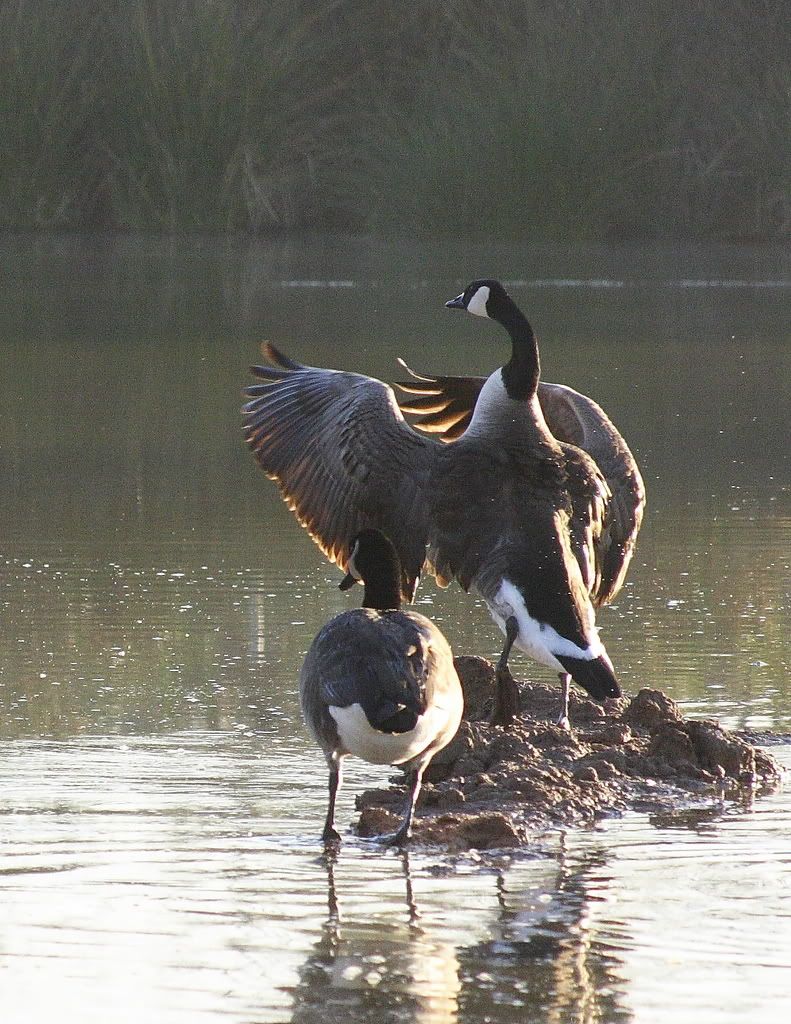 IMAGE: http://i212.photobucket.com/albums/cc167/jimmowbray/IMG_4729-1.jpg