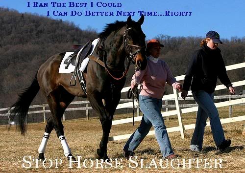 Anti-Slaughter Race Horse