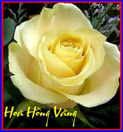 hong vang Pictures, Images and Photos