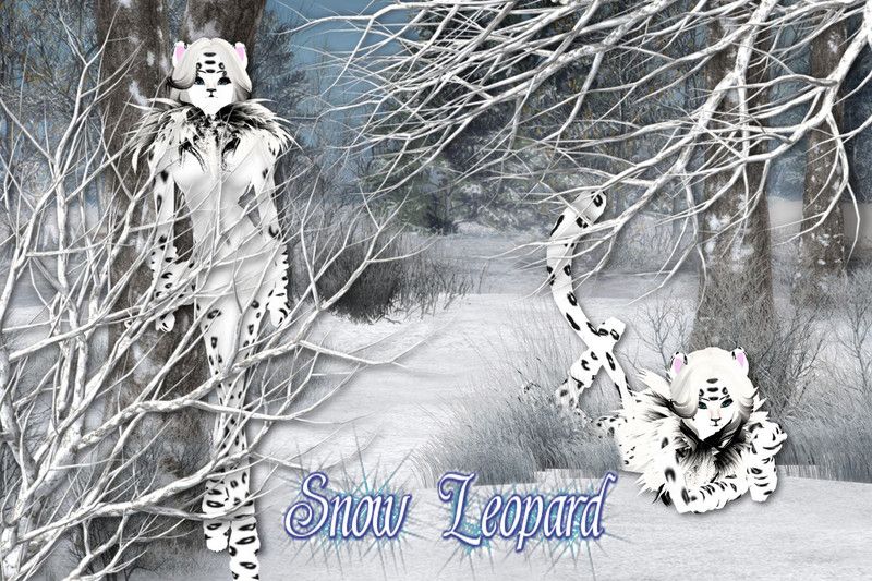  photo Snow leopard.jpg