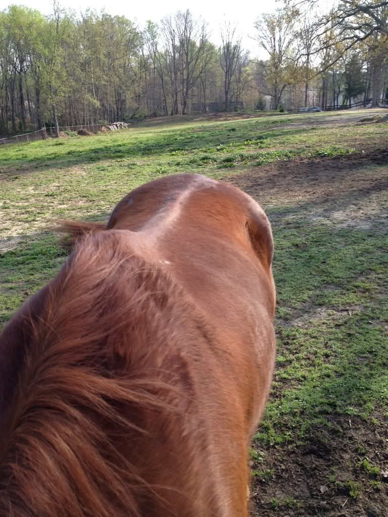 Saddle for my high withered horse The Horse Forum