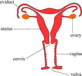 male reproductive system research paper male reproductive system research paper