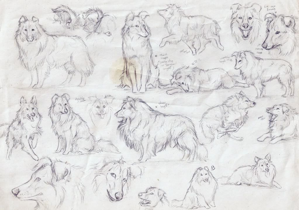 Shetland Sheepdog sketches