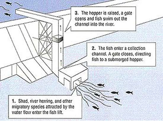 fishlift_diagram.jpg