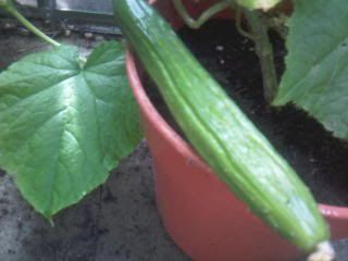 Photo-0216.jpg
