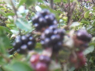 Photo-0217.jpg