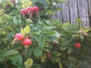 Photo-0221.jpg
