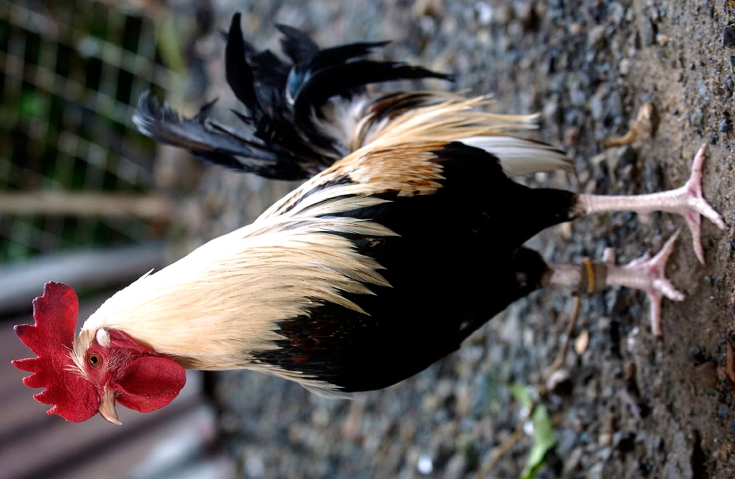 Nene+Abello+Game+Farm Nene Abello Game Farm http://www.sabong.net.ph/forum/showthread.php?p ...