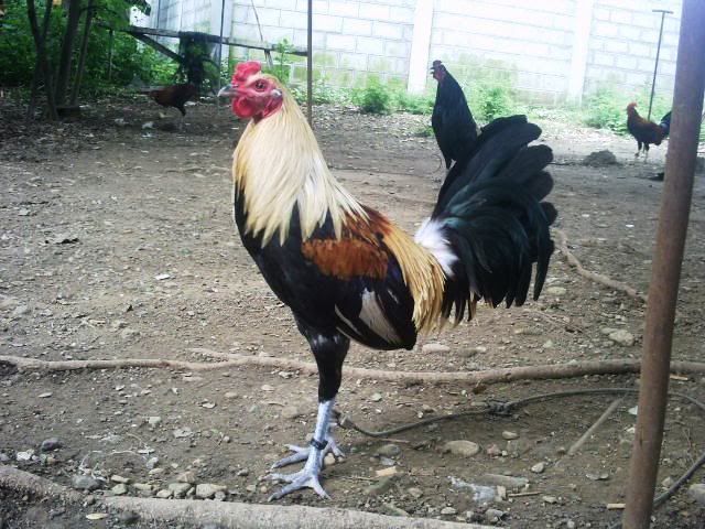 Bumblefoot+Grey+Fighting+Chickens The Gamefowl Bloodlines We Have The gamefowl families we offer are ...