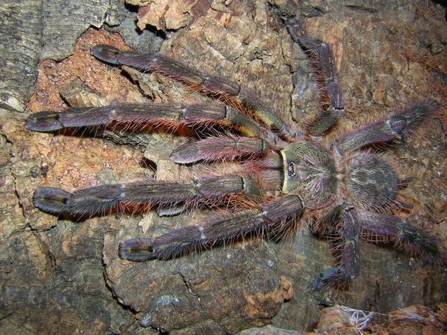 poecilotheria-ornata-02.jpg