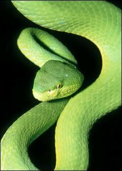 picgreenvipersnake.jpg