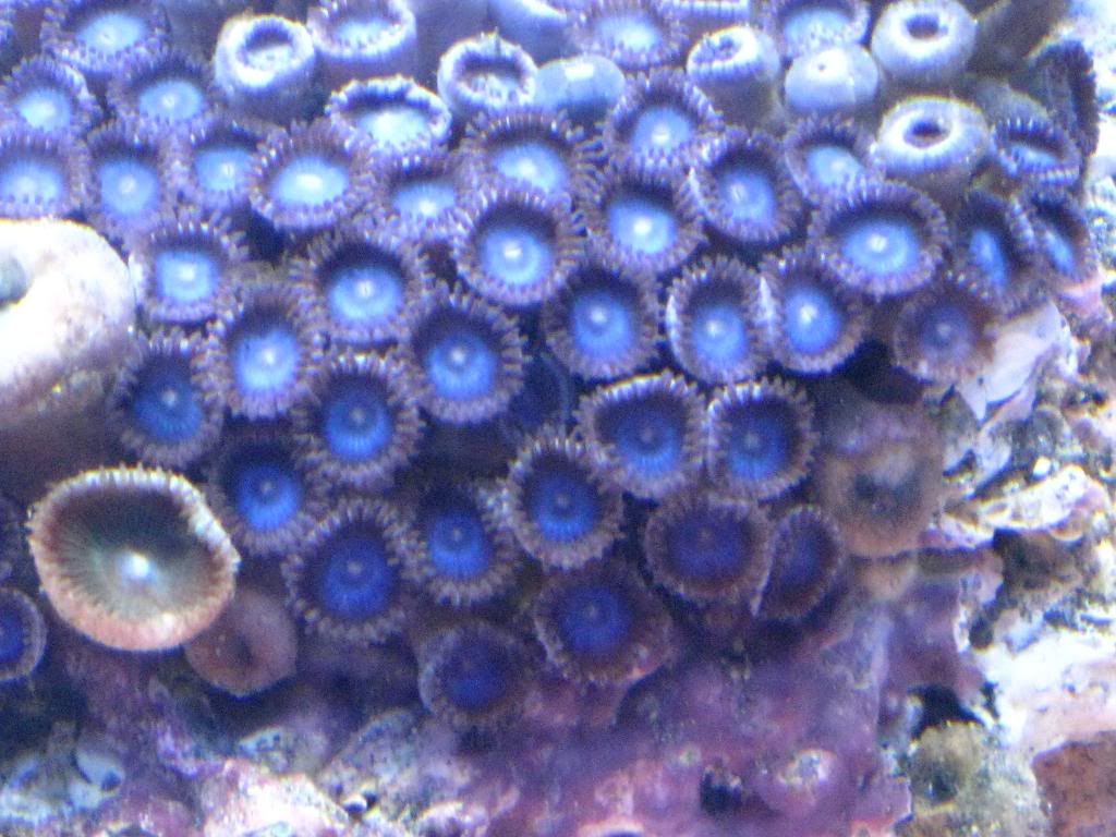 Blue Zoas