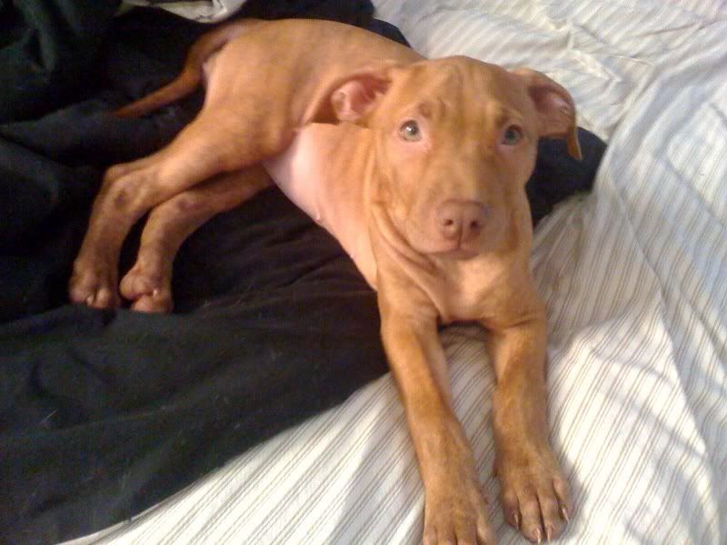 tan pitbull puppy