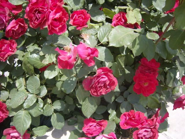 rosechina040.jpg