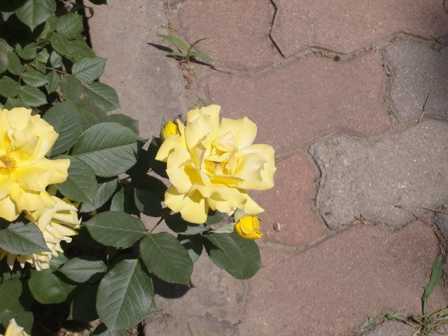 rosechina071.jpg